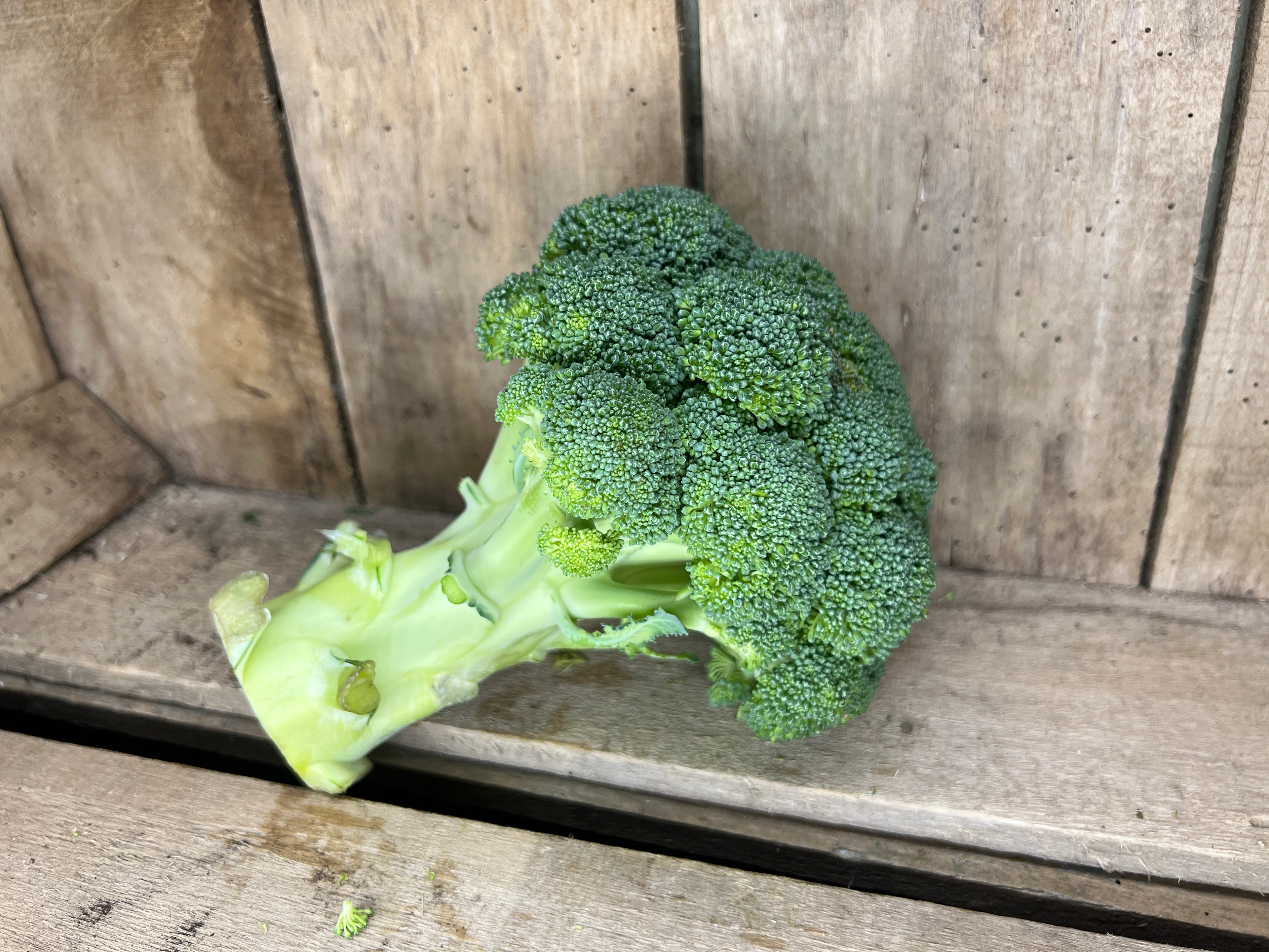 Broccoli