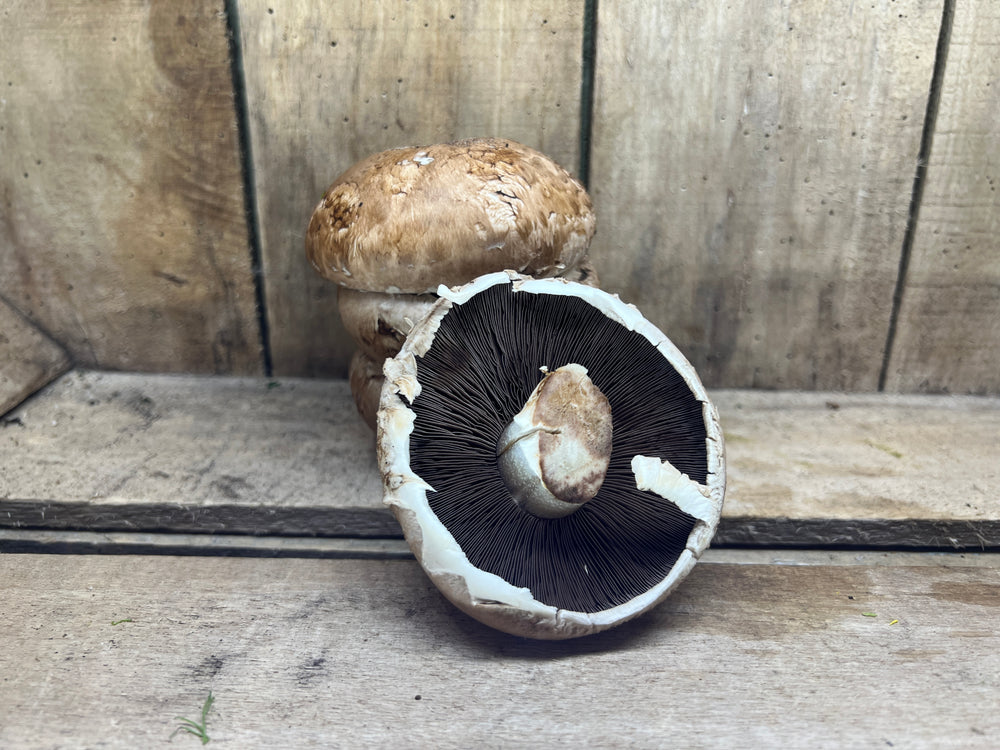 Large Portabello Mushrooms
