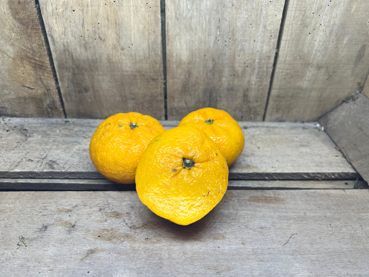 Satsuma Jones Farm Shop